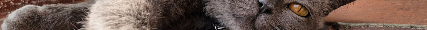 Can Cats Eat 80:10:10 Raw Dog Food? | Jingo Pets