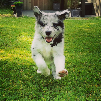 Budget Puppy Variety Box (Already established on raw)