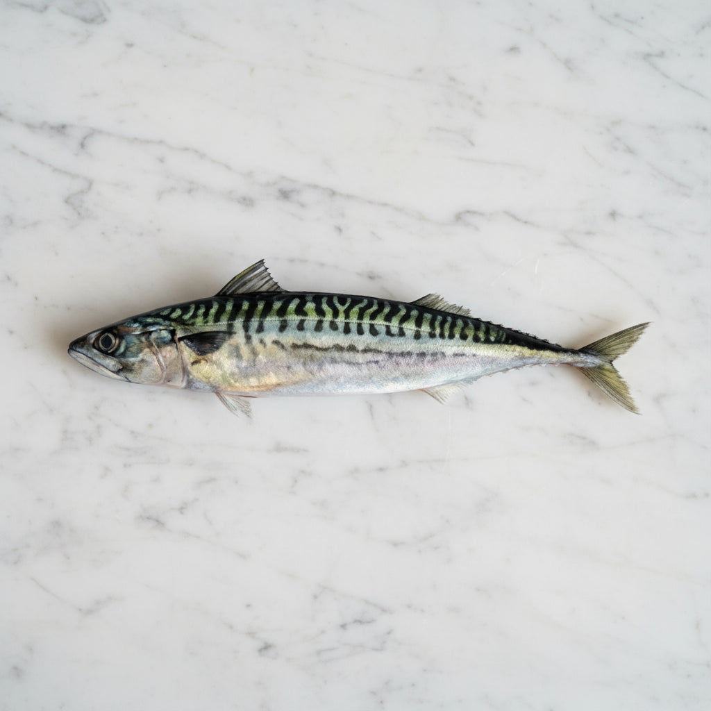 Fish on a white background