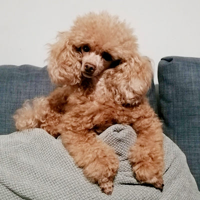 toy poodle sitting on a grey sofa