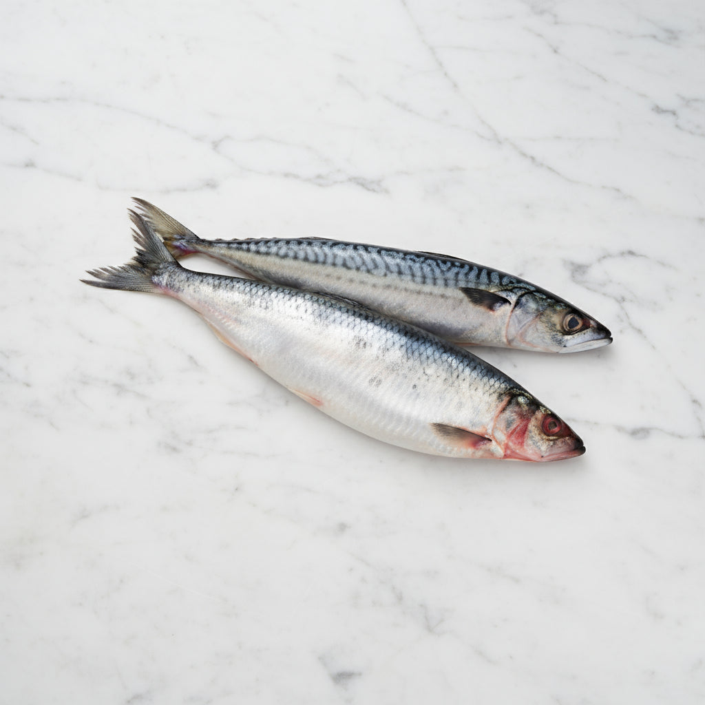 Two fish on a light beige background