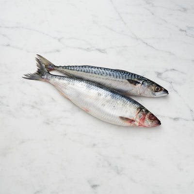 Two fish on a light beige background