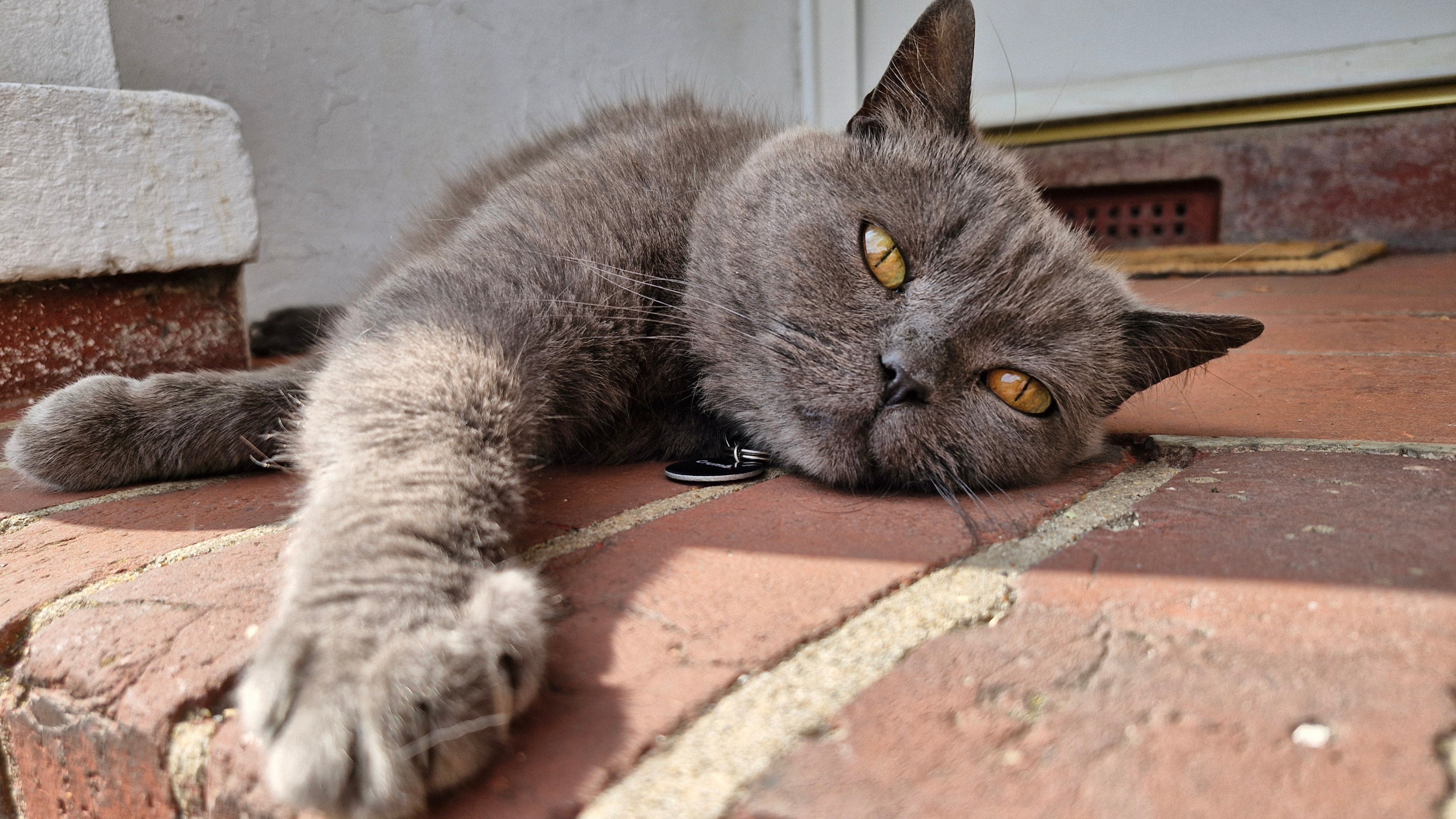 Can Cats Eat 80:10:10 Raw Dog Food? | Jingo Pets