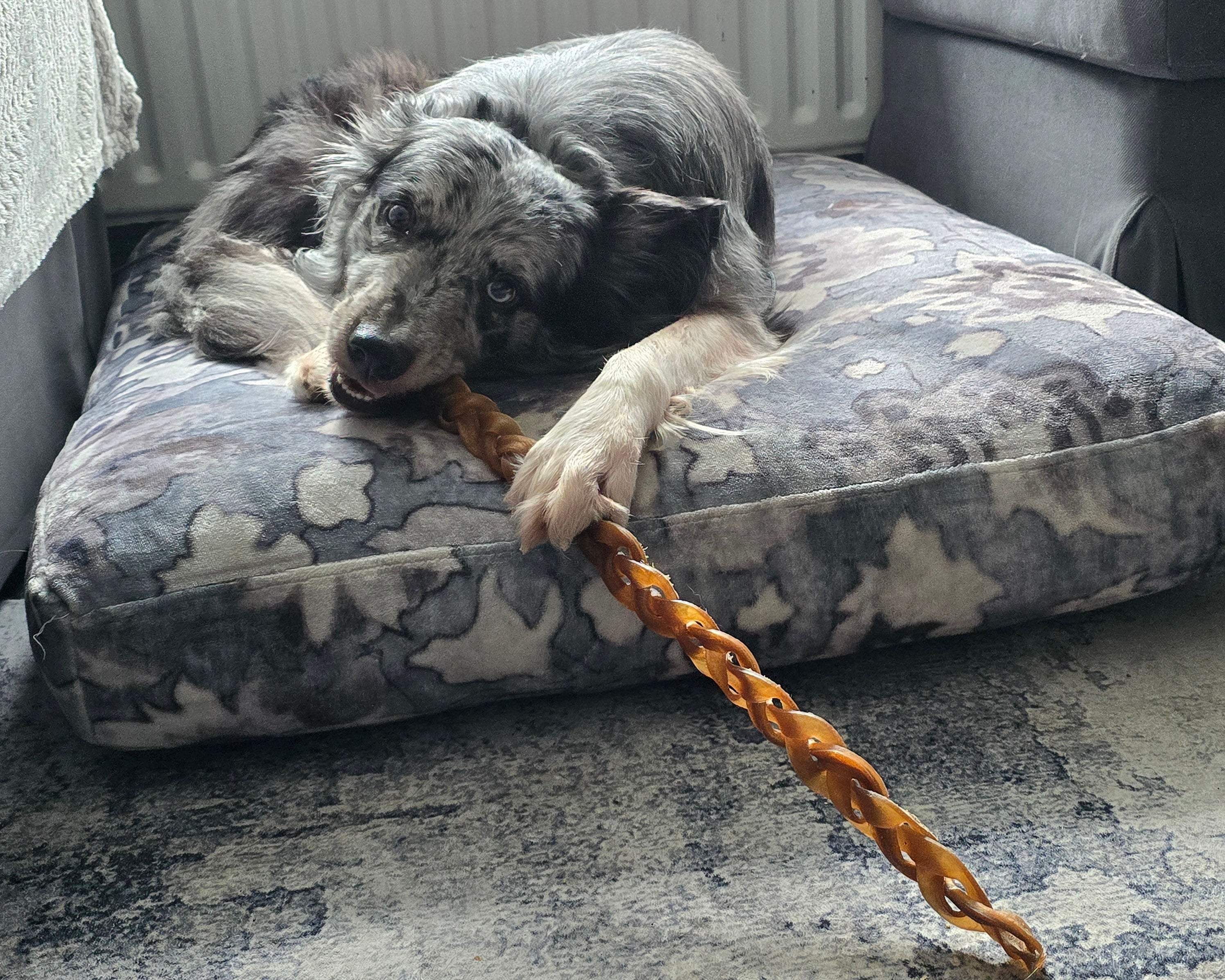 Choosing The Right Natural Chew For Your Dog