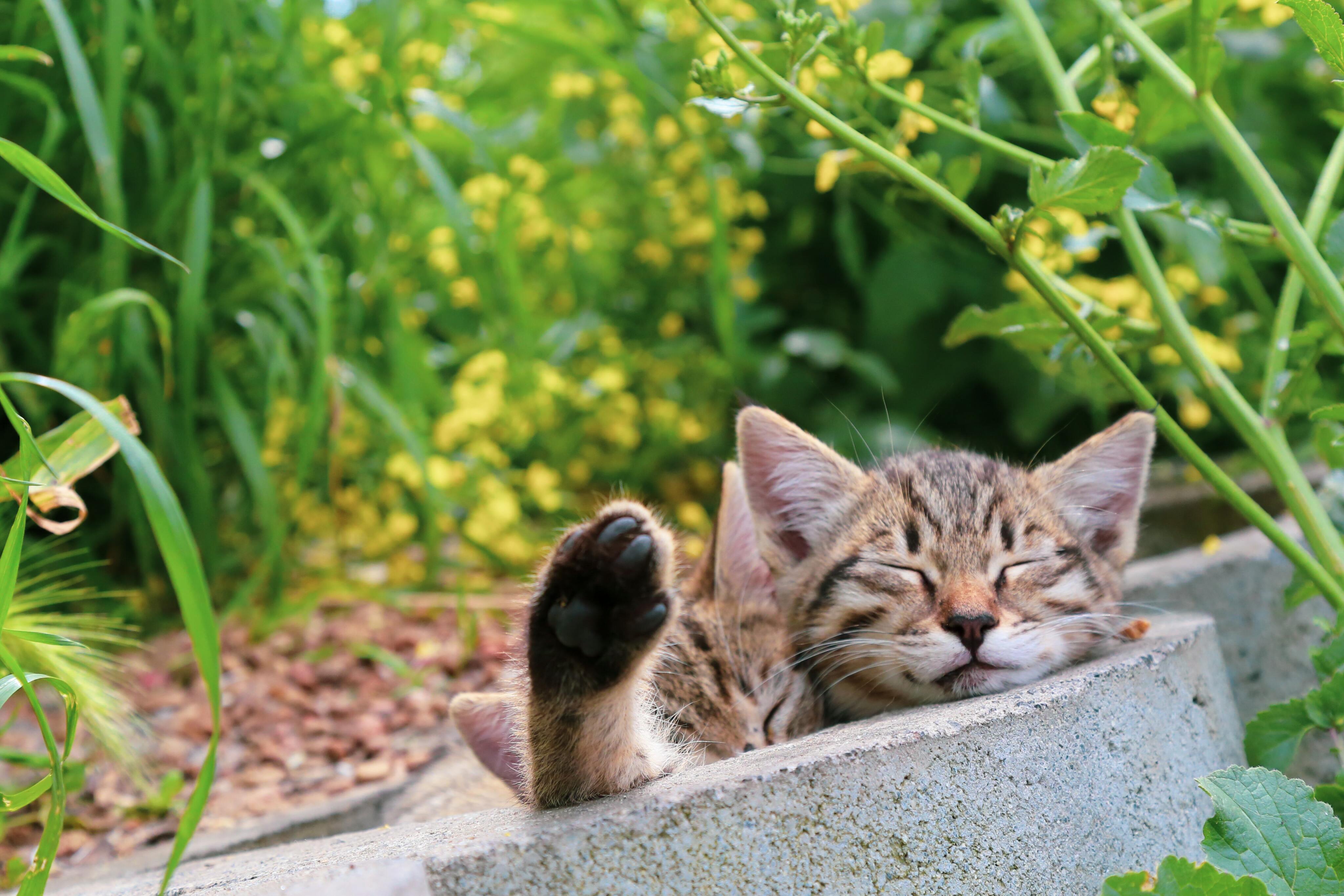 Why We Stock PurrForm Kitten Mince for Cats | Jingo Pets