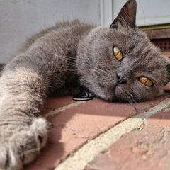picture of a blue british shorthair cat 