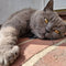 picture of a blue british shorthair cat 