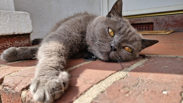 Banner image for: <h2>Cats... We Haven't Forgotten You.</h2>