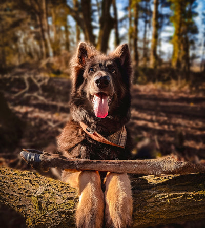 Anco Naturals Giant Deer Leg