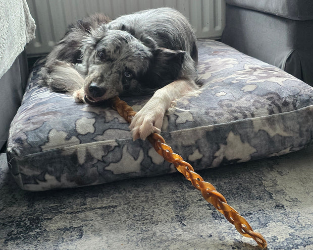a border collie eating a braided natural dog chew
