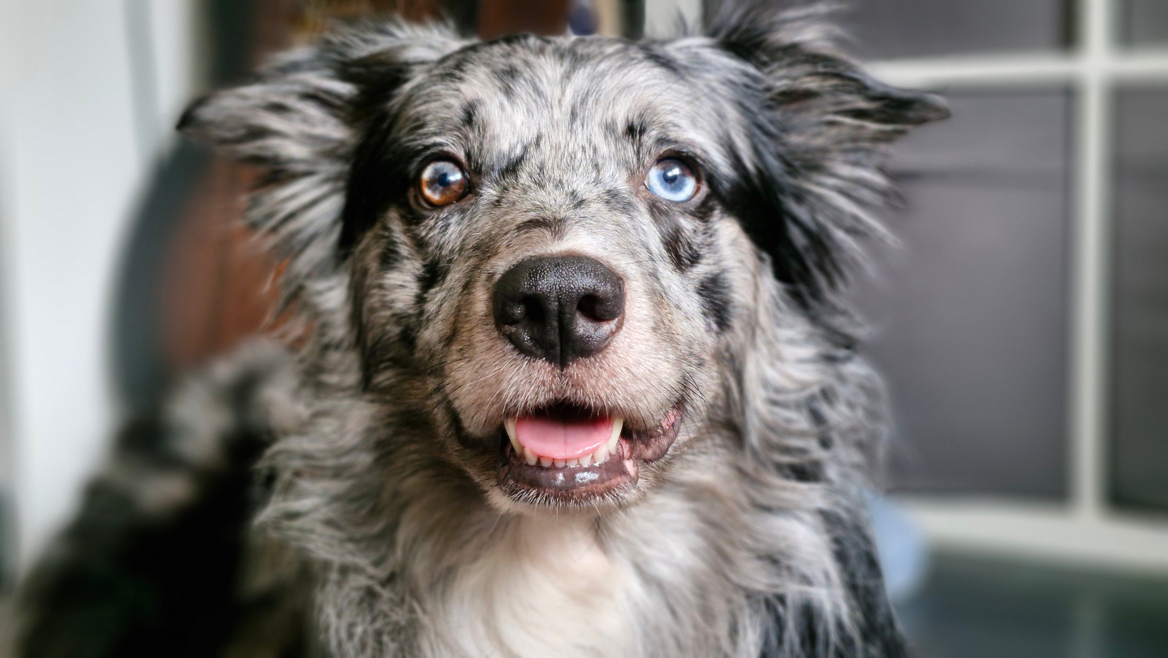 Dog with a surprised expression looking directly at the camera.