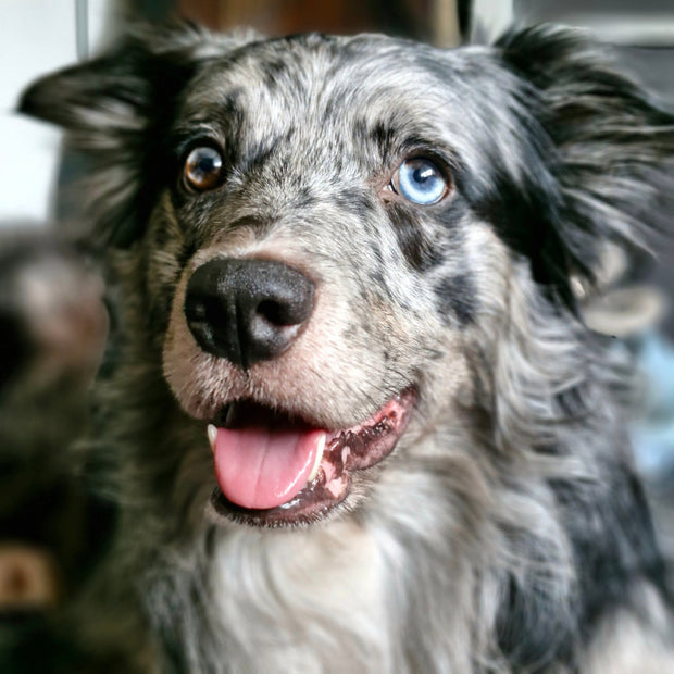 <h1>Trusted by hundreds of local pet owners </h1>