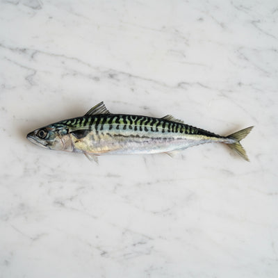 Fish on a white background