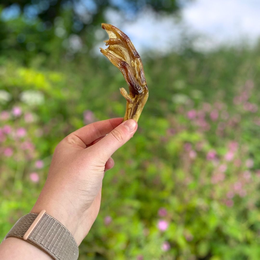 Hand holding a dried duck foot dog treat to show size and texture
