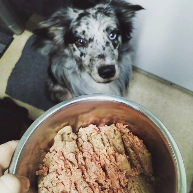 <h3>Not Sure What To Feed?</h3>