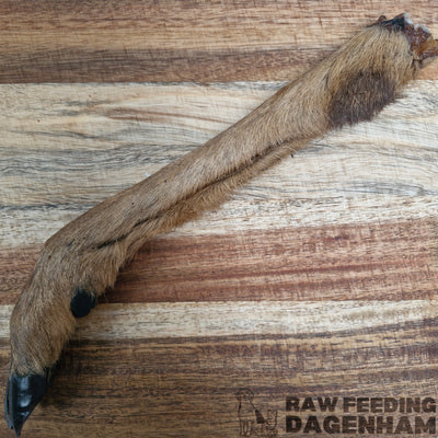 Dried Roe Deer Leg With Hair