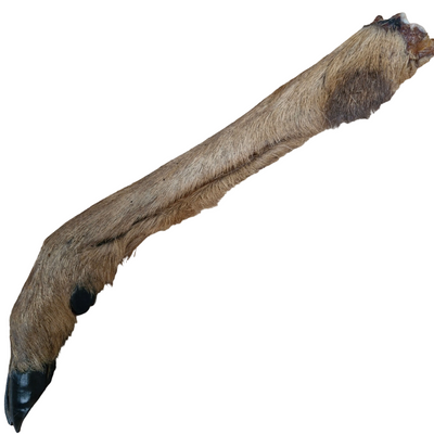 Dried Roe Deer Leg With Hair