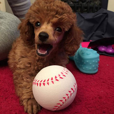 Brown dog with a baseball and chew toy on a red carpet